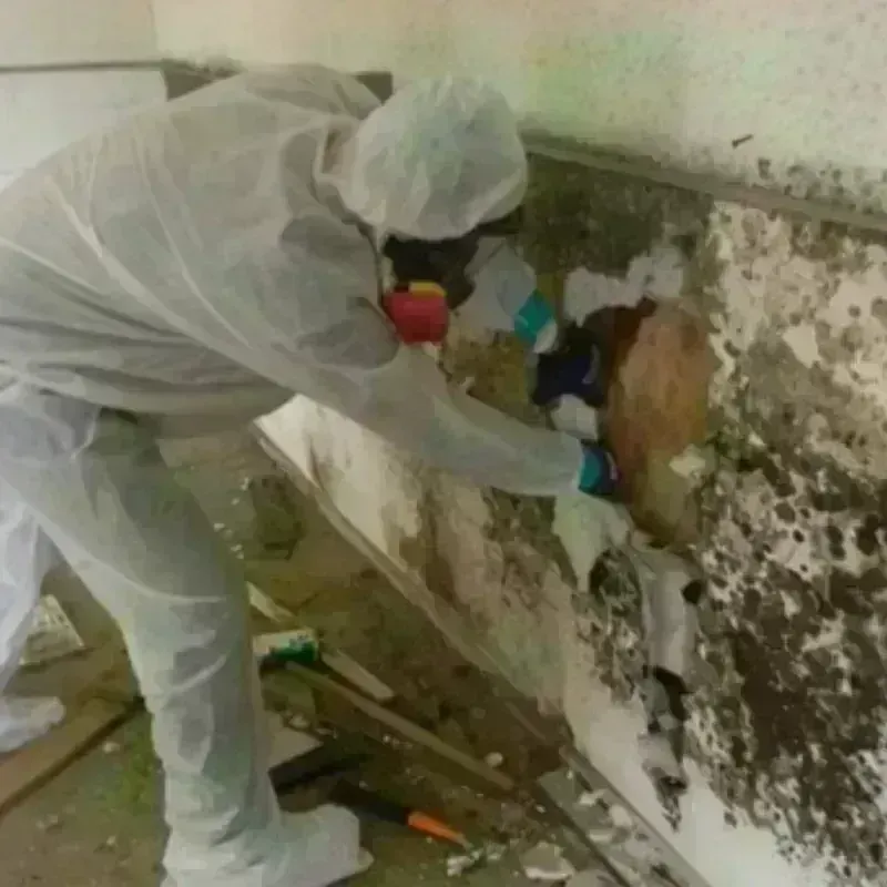 Mold Remediation and Removal in Dyersville, IA